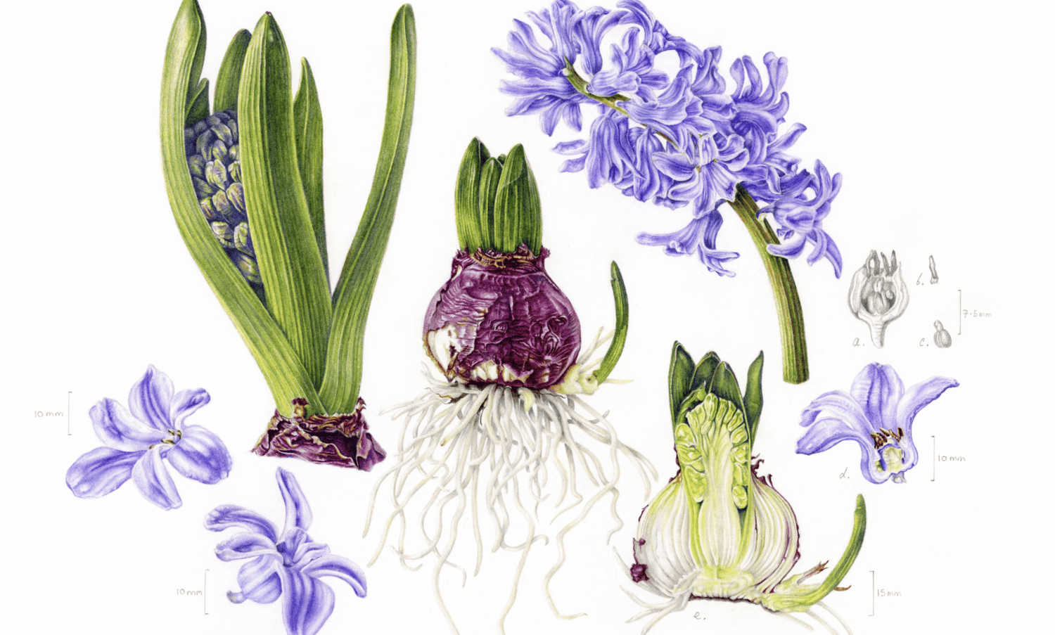 BOTANICAL ART 【import品】 BOTANICAL ART 【import品】 Amazon.com: Wall Art Leaf Modern